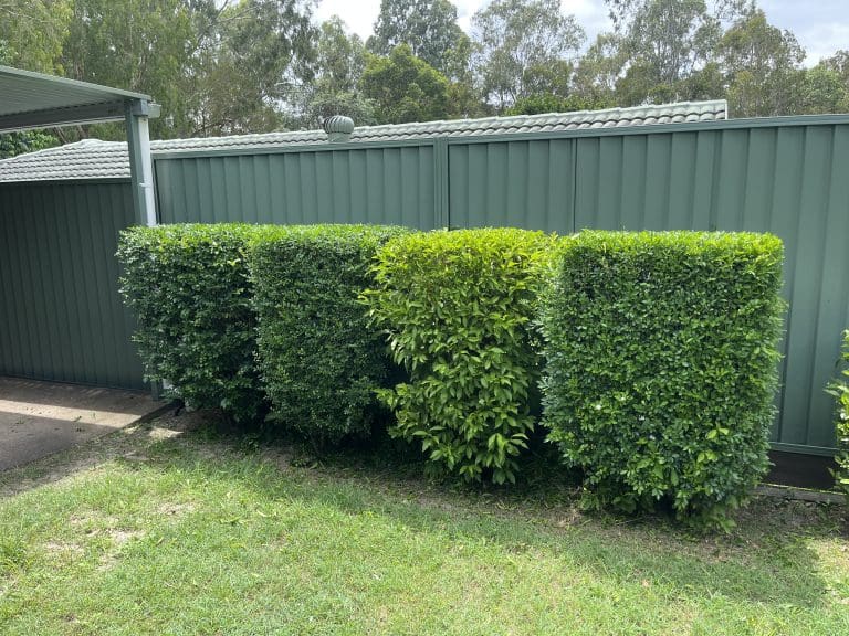Hedges And Shrubs 2