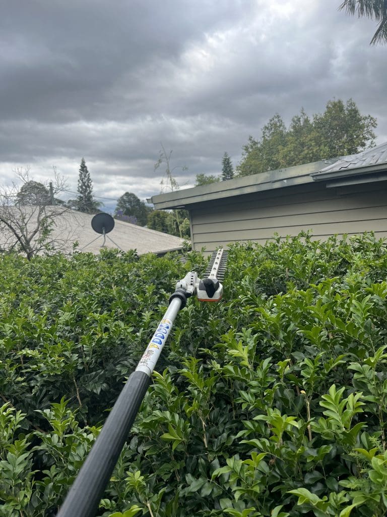Hedges And Shrubs 4