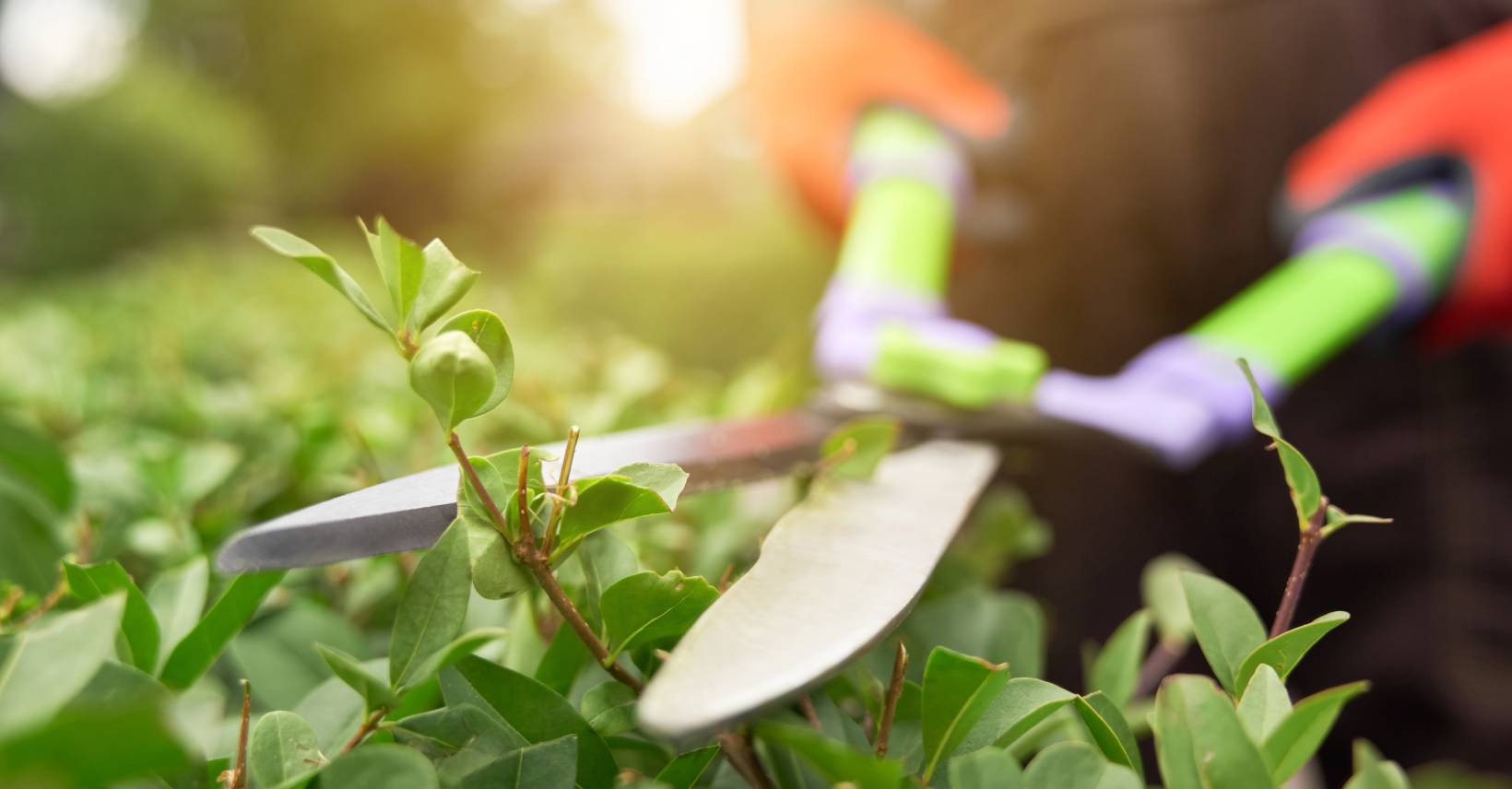  hedge trimming Brisbane