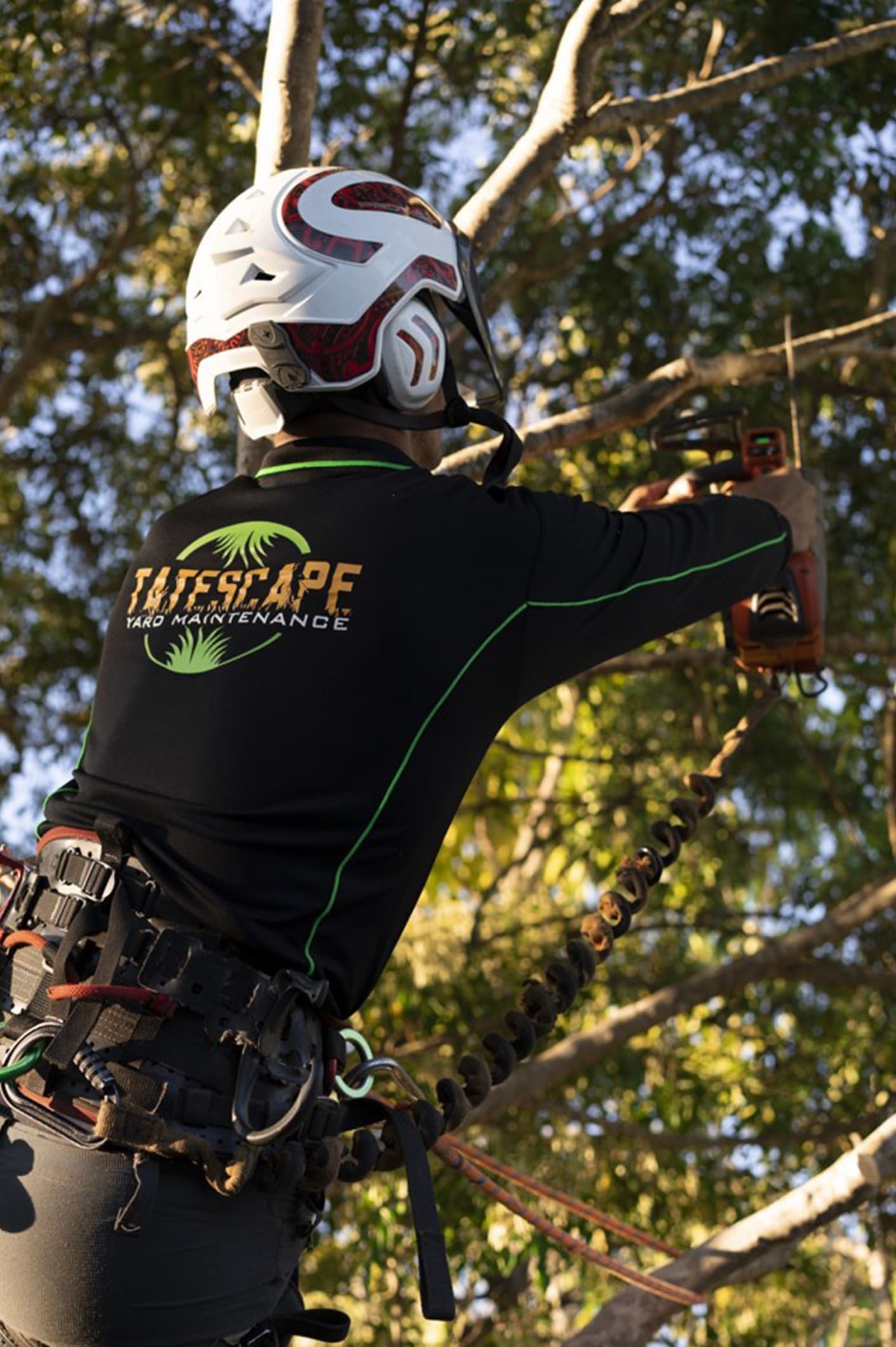 Tree Pruning And Removals tree pruning in Brisbane