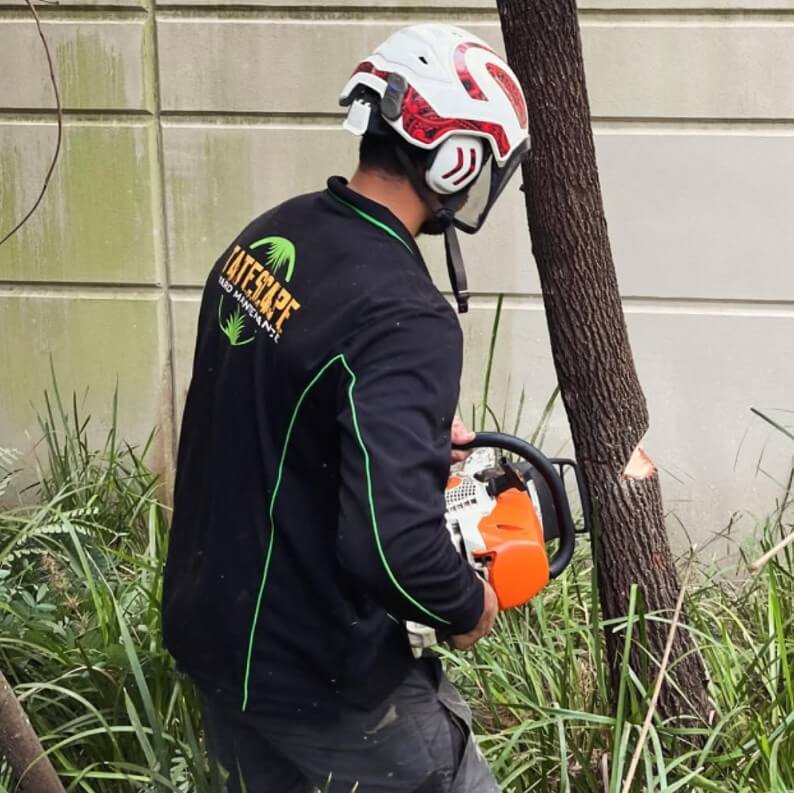 Tatescape Chainsaw Tree Cutting
