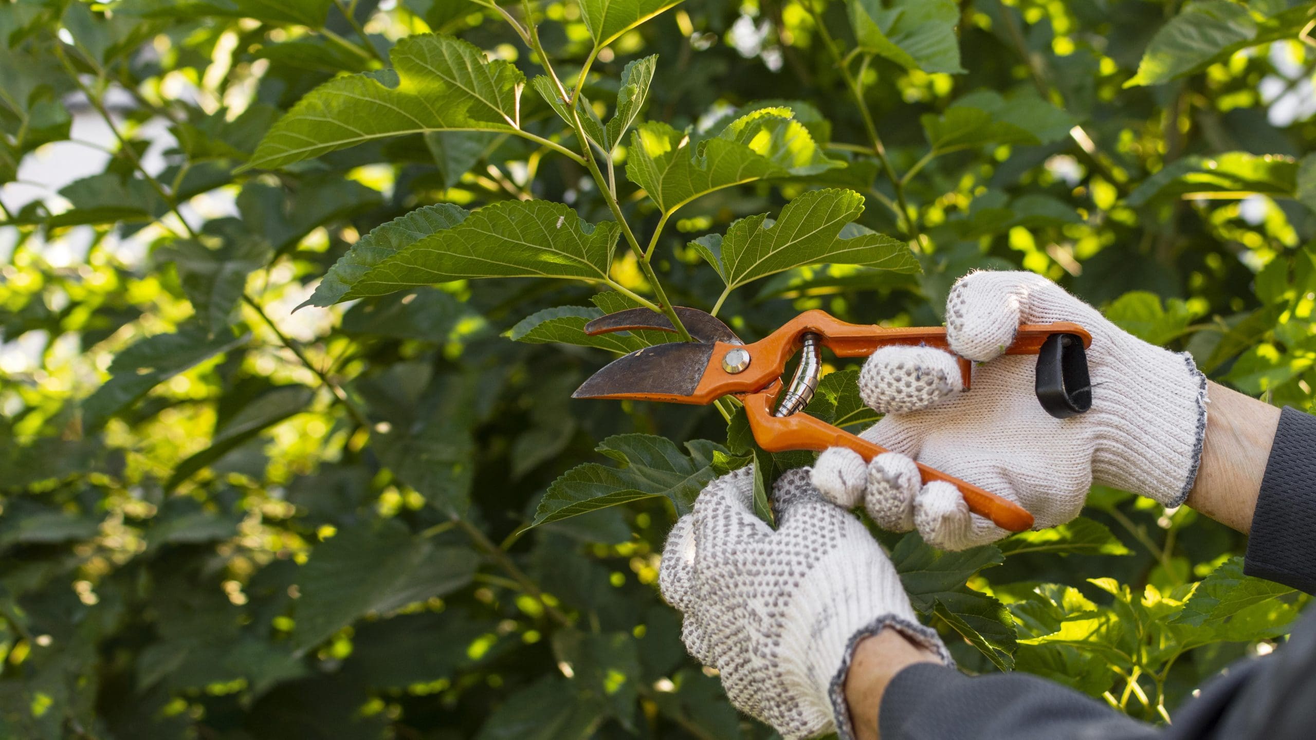 Arborist Services Brisbane