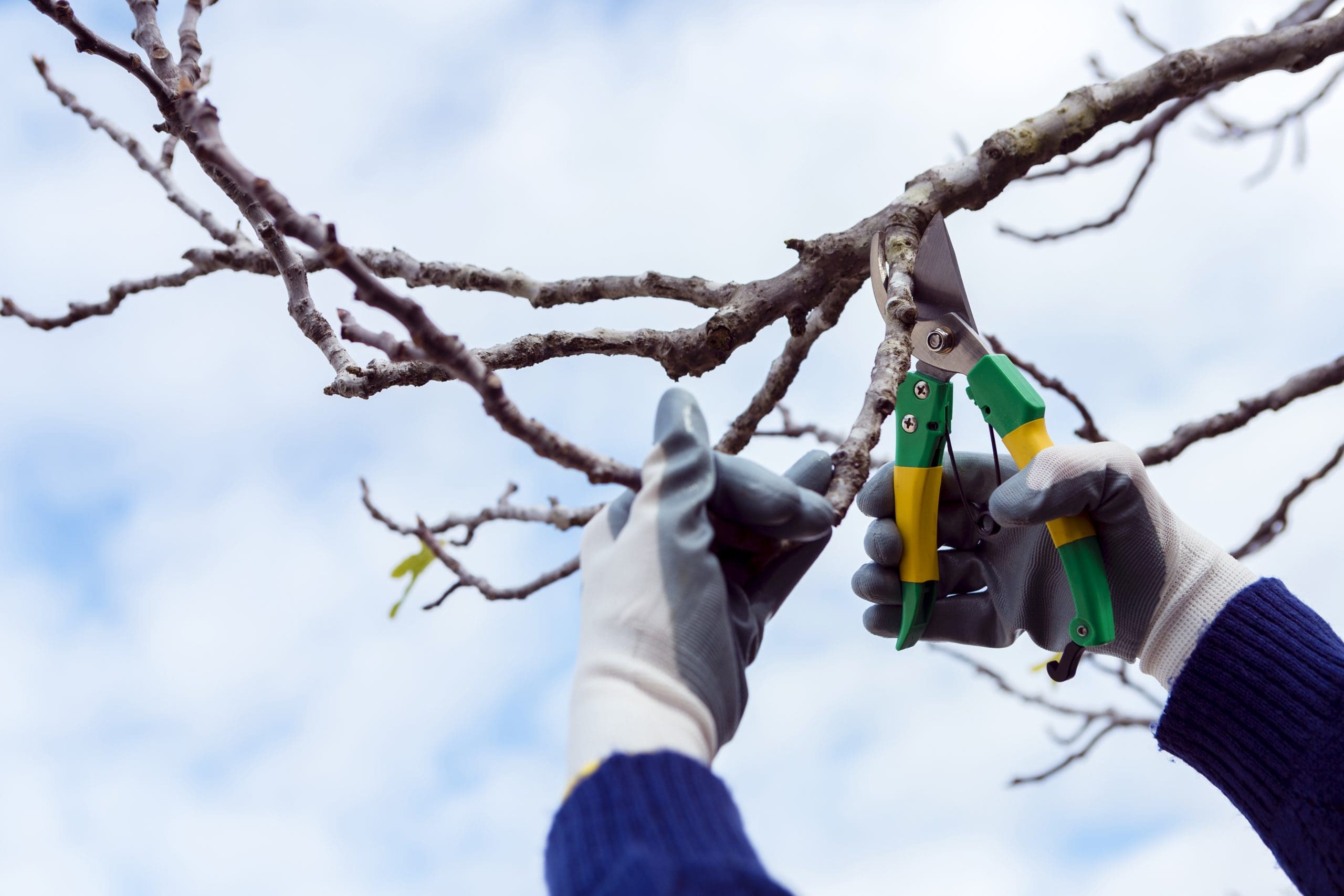  garden maintenance Brisbane