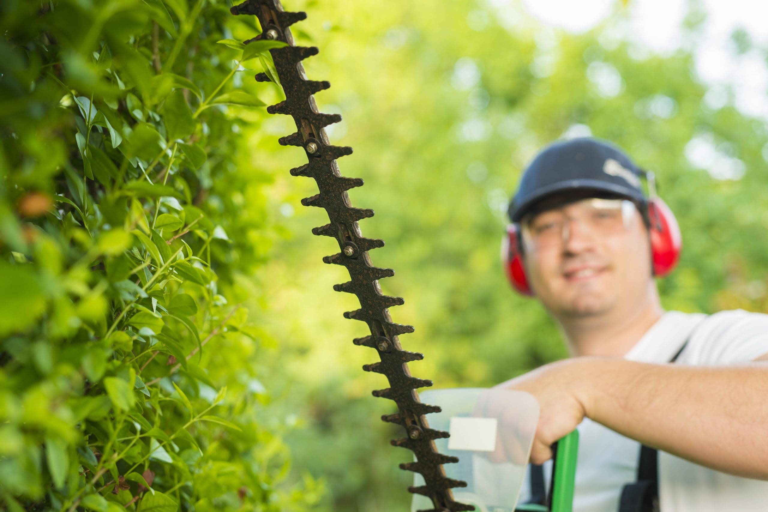 tree pruning Brisbane