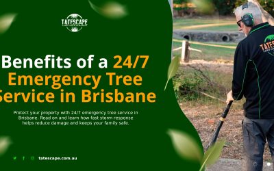 Benefits of a 24/7 Emergency Tree Service in Brisbane